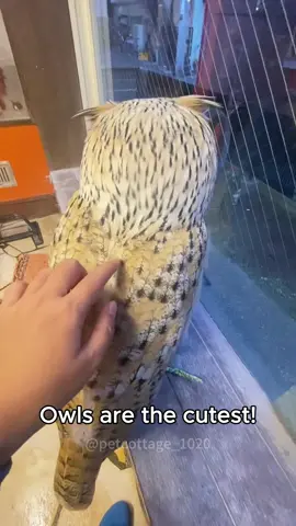 Owl core.#owl #owlhouse #owls #owlsoftiktok #owllove #funnyvideos #funnytiktok #funnyanimals #fyp 