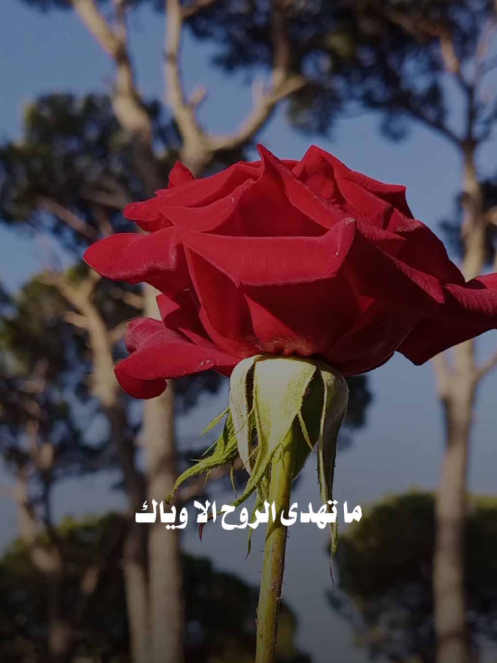 من اسرح بس انت ببالي 🤍✨ #يمكن_احبك #❤️❤️ #ماجد_المهندس #منشن #منشن_للي_تحبه #اكسبلور #viral #tiktok #trend #تصويري #lavendr81 #تصميم_فيديوهات🎶🎤🎬 #تيك_توك #ترند 