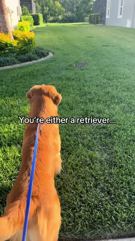 Oh Kevin 😂 #goldenretriever 