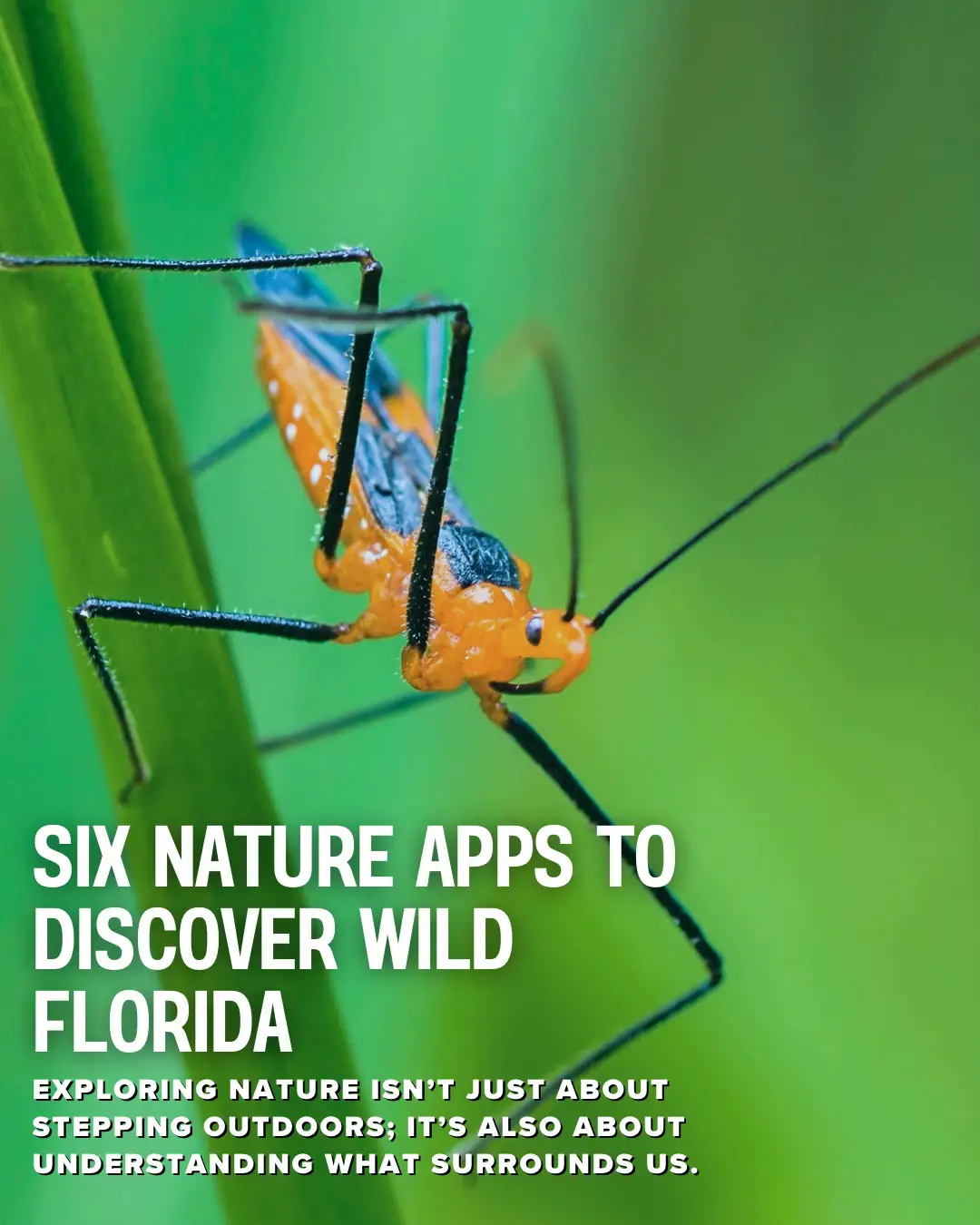 Exploring nature isn’t just about stepping outdoors; it’s also about understanding what surrounds us. #livewildlyfl #exploreflorida #floridanature #floridahiking #floridafishing 