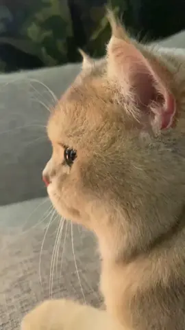 Cute One Second, Grumpy the Next…#cat #meow #cute #kitten #pets #fyp #catlover 