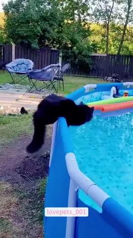#cats #cutecats #foryou #funnytiktok #funnyvideos #usa #funnyanimals #fypシ #cute #funnycat #catlover #funnypets #viral #funny 