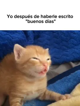 #goodvibess_xd #pinterest #gato #michis #aesthetic #paradedicar 