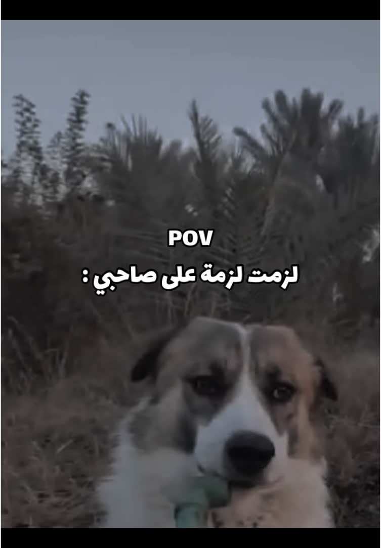 منو مثلي#الشعب_الصيني_ماله_حل😂😂 