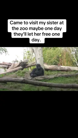 Came to visit my sister at the zoo maybe one day theyll let her free one day.  #orangutan #zoo #freeher #fyp #fypシ 