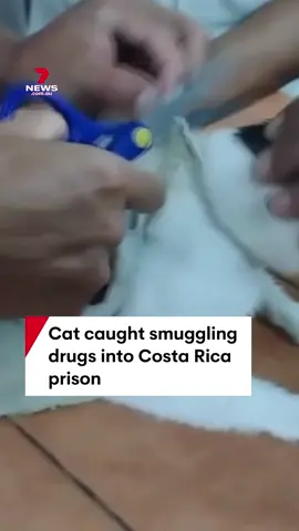 Police have caught a cat trying to smuggle drugs into a prison in Costa Rica. One package contained 235g of marijuana and the other had 67g of heroin. The cat was handed to authorities for a health check. Ministry of Justice and Peace via Storyful #cat #catvids #prison #crime #CostaRica #7NEWS