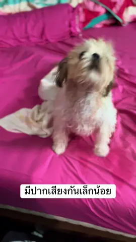 ไปเซเว่นด้วยยยย #สัตว์เลี้ยงtiktok #มาดี #มาเป็นเพื่อนกันเถอะ #หมา #shizu #สัตว์โลกน่ารัก 