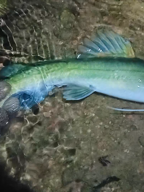 Tempoyak di gulai jo ikan Baung. #fyp  #tempoyakdurian  #ikanbaung 