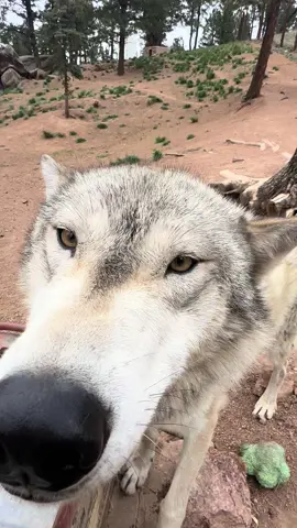 POV: Getting kissed by a wolf.  Want to experience in real life? We have interactive experiences for guests 18+ #wolf #wolves #wolfkisses #fyp #wildlife #conservation 