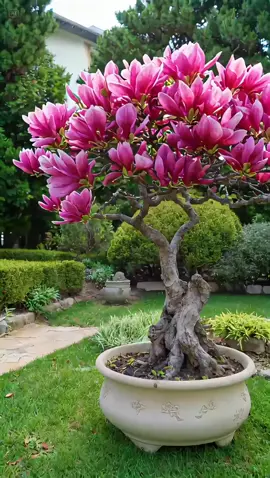 #bonsai 