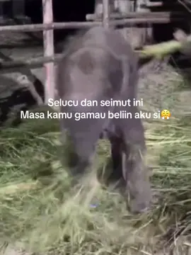 Nanti kalo udah besar dikembaliin 😭 #fyppp #bebygajah #gajahlucu #gajahcore #masukbranda#anakgajahcore#foryoupage 