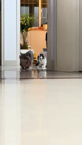 🌙💤💤💤#pet #catsoftiktok #funny #cute #cute #cat #lovely #for 
