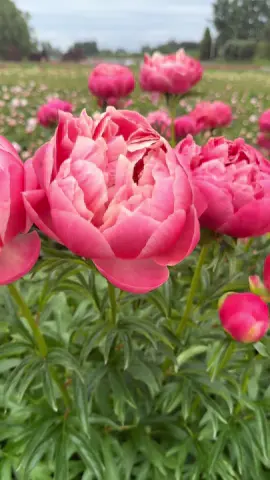 #pnwadventures #peonyseason  #peonyfarm #peony #beauty  #happiness #springvibes 