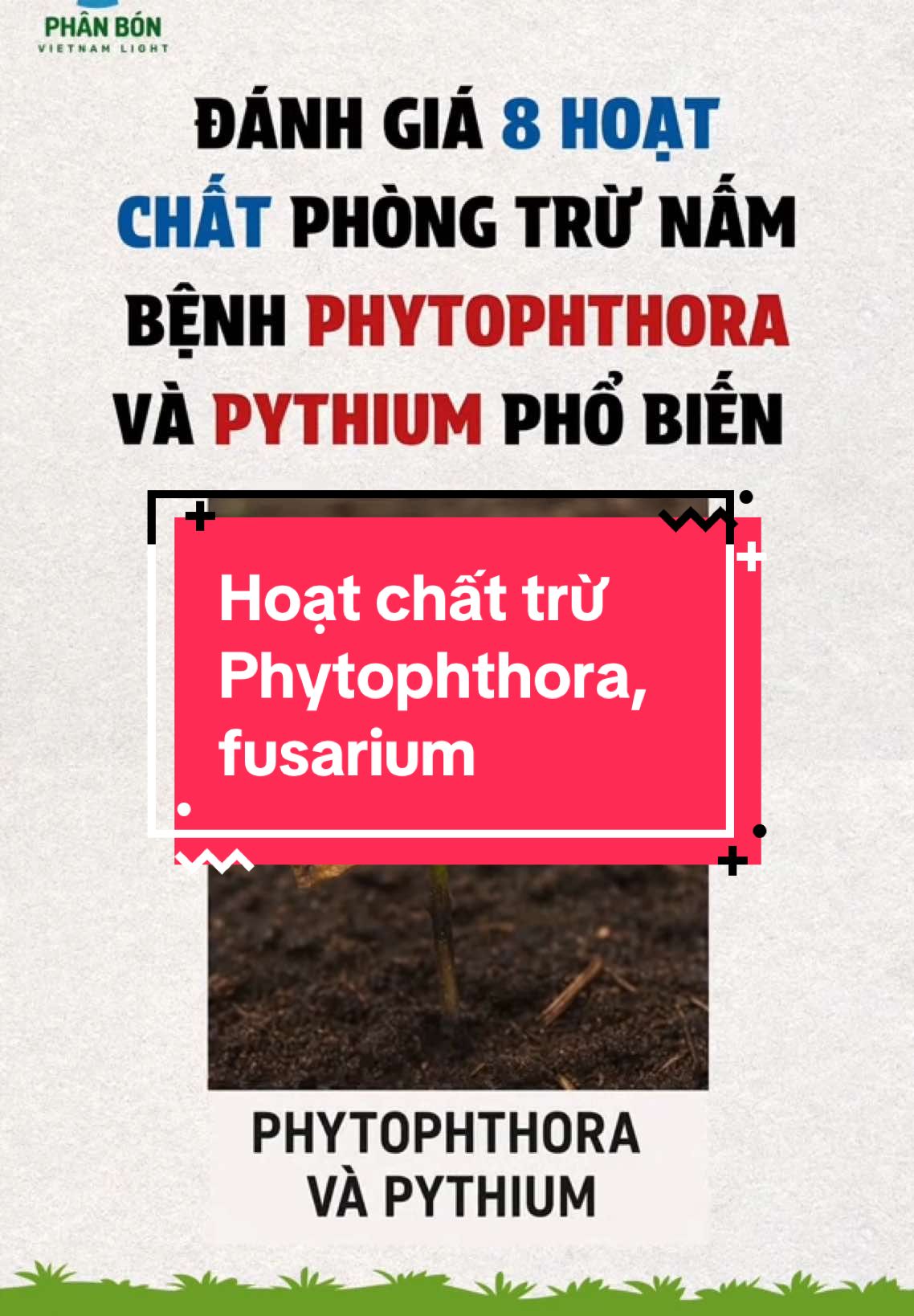Bà con nên luân phiên thuốc tránh tình trạng kháng thuốc nhé 🌱 #phanbonvietnamlight #vietnamlight #lamnongthongminh #phytopthora #pythium #benhcaytrong 