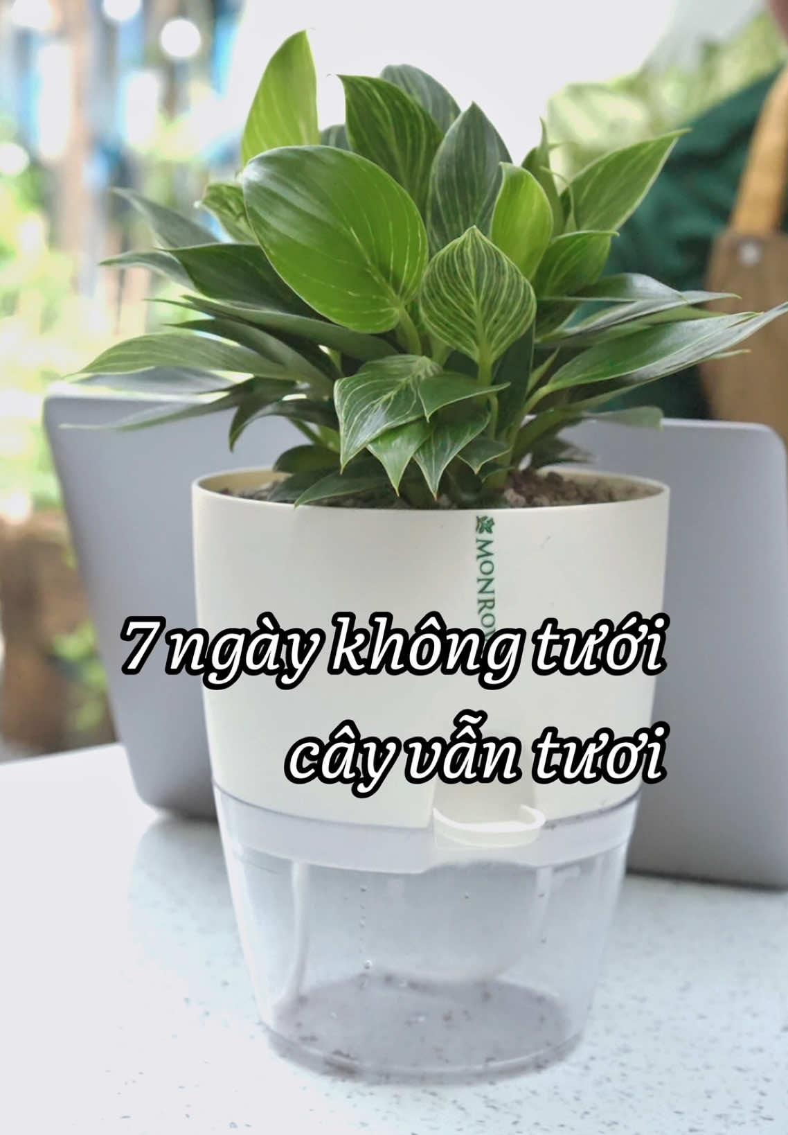 Chậu tự tưới giúp giữ ẩm cho đất lâu dài mà không cần phải tưới nước thường xuyên, cây vẫn xanh tươi. Trang trí hoa, cây xanh tô điểm cho không gian sống. #chaututuoi #chautrongcay #caytrongnha #chamcay #houseplants #indoorplants #monroviavietnam #monrovia 
