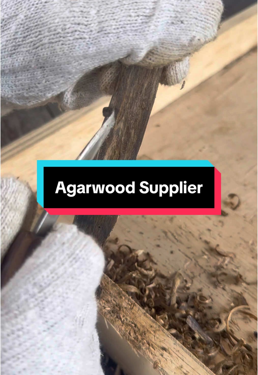 Each of these wood shavings is not ordinary . This is the beginning of a genuine agarwood fragrance that is full of value & exclusivity . Carefully ground to produce high quality products — suitable for the local & international markets . Oil, firewood, or agarwood crafts – we provide it all . Interested in agarwood with Katsura Group ? Dm for inquiries  #katsuralandscapesupplier #gaharu #agarwood #agarwoodoil #fyp #trending #kayugaharuaromatherapy #supplier #minyakgaharu #agarwoodtree 