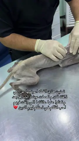 #اكسبلور #القطط_المنقذة 