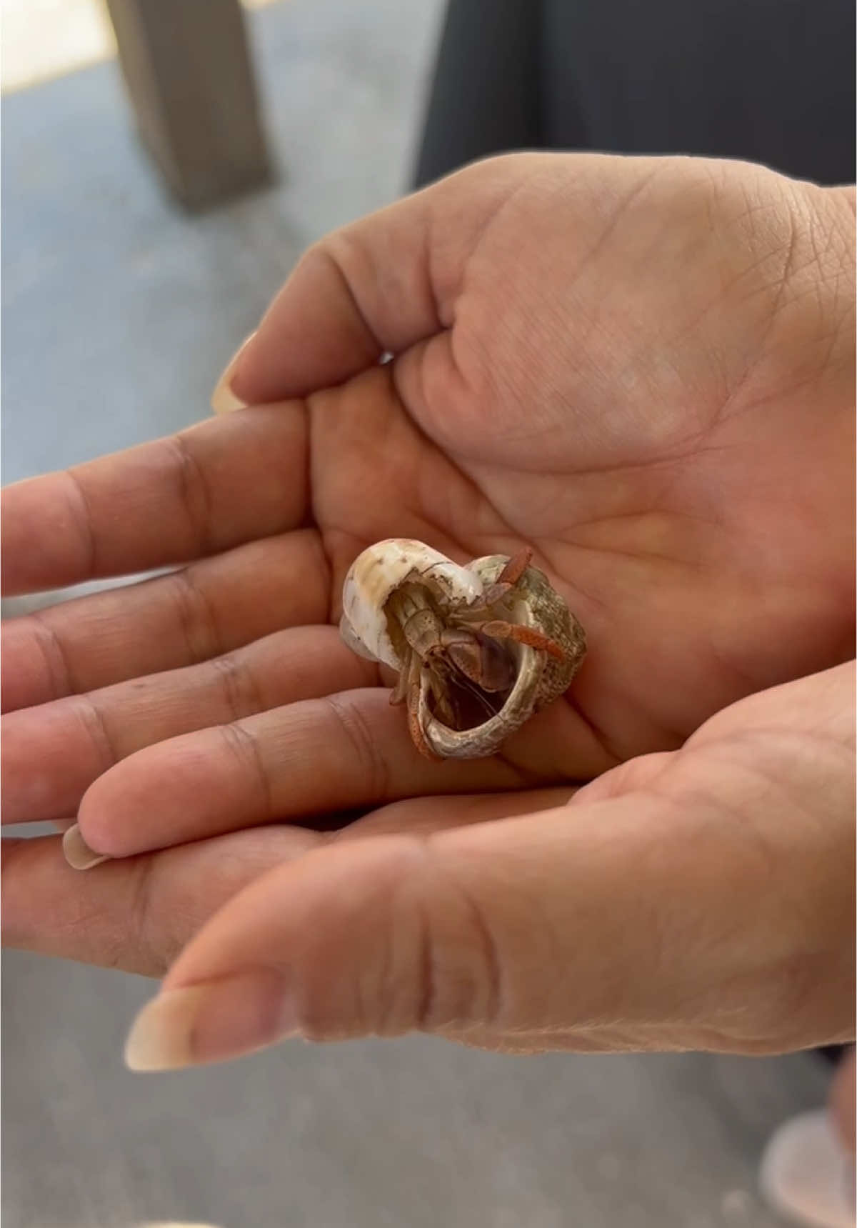 Pretty crazy… this hermit crab changed shells in my hands while I was holding him. Was silently dying inside watching this event occurr. The housing market is pretty tough here in the Keys. 