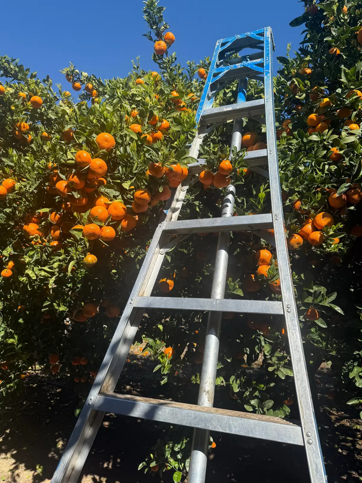 Algo de la pisca de mandarina este ańo ♥️  #fyp #fypシ #fypシ゚viral #foryoupage #viral #trending #tiktok #OAXACA #MEXICO #USA 
