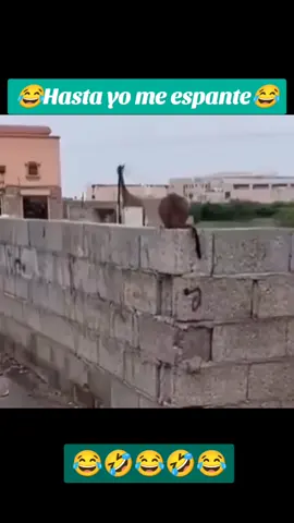 Pobre gatito hasta su corazón voló 🤣😂#Memes #risas #diversion #y #humor #viral_video #apoyotiktok 