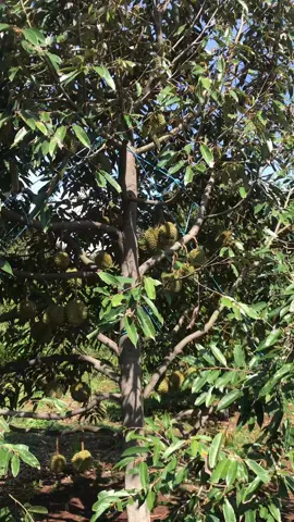 Trái 70 ngày tuổi 