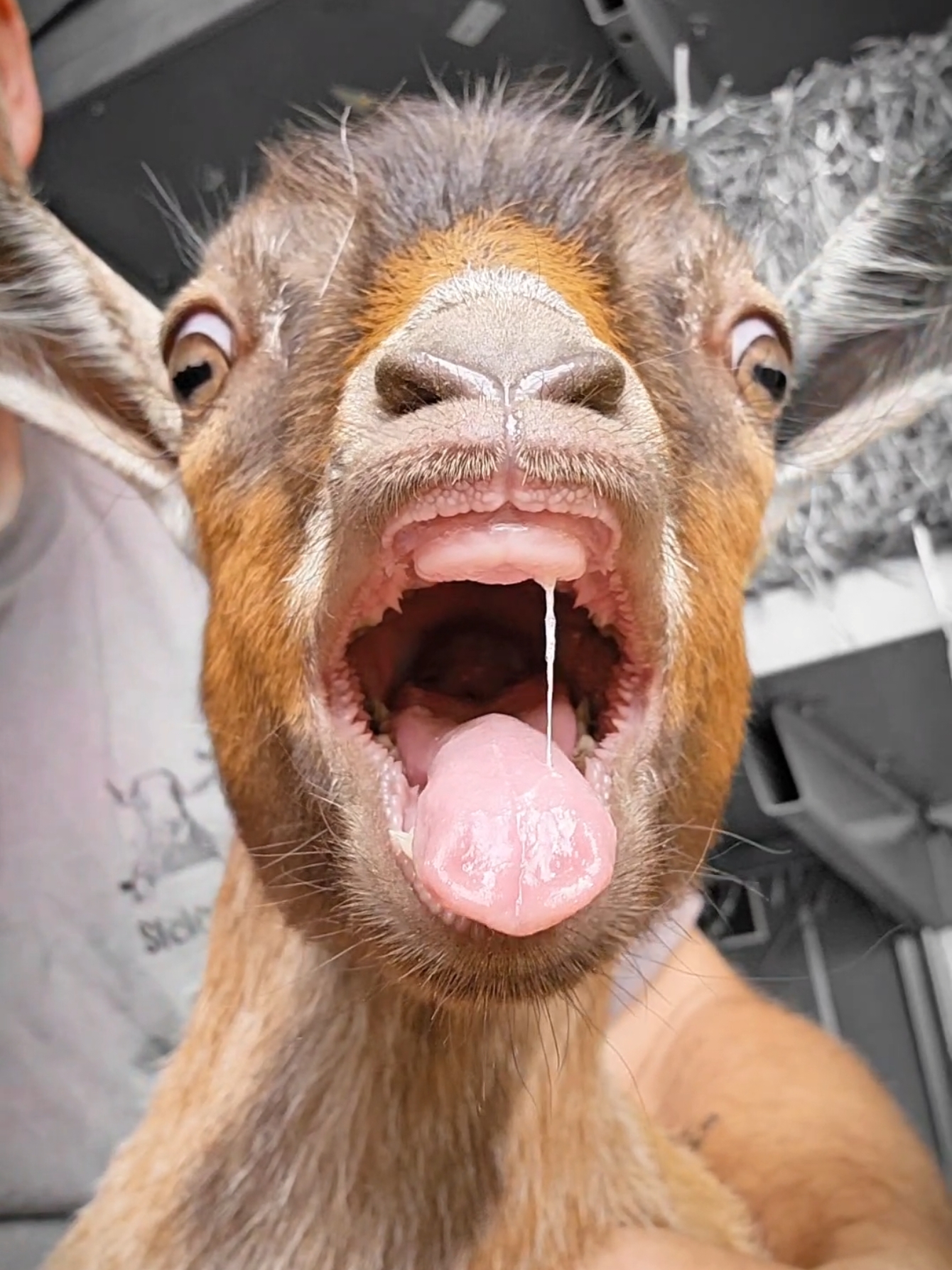 He's a screamer! #babygoat #goats #scream #farm #sff