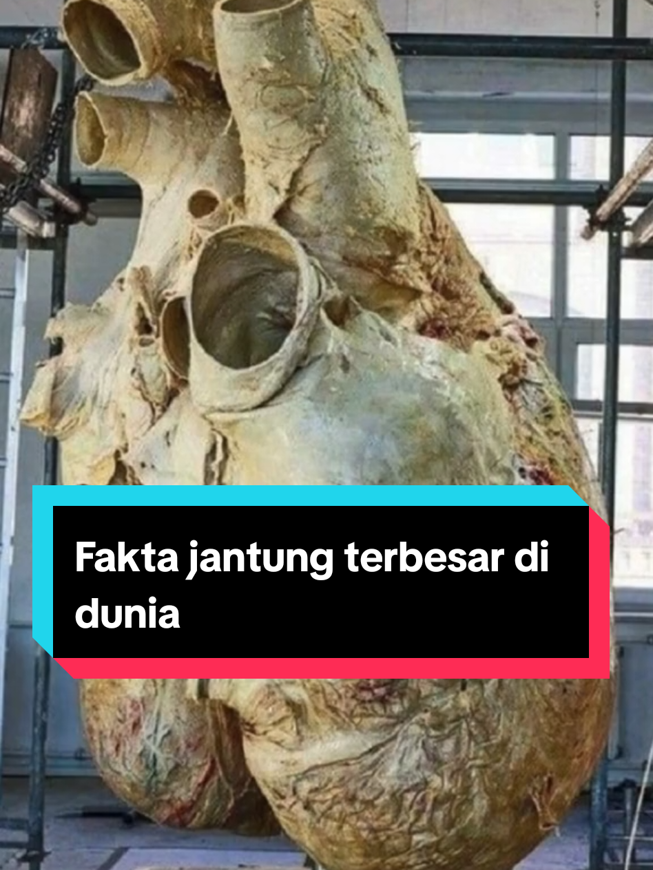 Pernah kebayang seberapa besar jantung hewan terbesar di dunia? #fyppppppppppppppppppppppp #fyp #fypage #fakta #faktaunik #jantung #pausbiru 