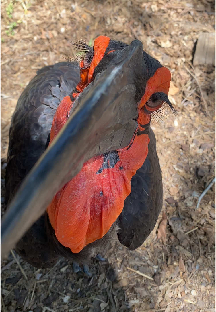 how could you not adore him?  (edited to add some information/answer some questions below)  this is whiner!! he’s a 41 year old southern ground hornbill! these guys are the largest hornbill species in the world and one of two species in the ground hornbill family.  native to sub-saharan africa, these birds live and forage largely on the ground in very hot and dry climates like savannas, and those stunning eyelashes help protect their eyes from dust and debris as well as filter light.  these guys are able to move their eyes independently of each other! this is called non-conjugate vision, and means they can focus on multiple points at once. this helps them in detecting prey and scanning their environment. southern ground hornbills have smaller social groupings, often comprised of a breeding pair and their offspring, as well as massive territories that can range up to 100 square kilometers! they defend their territories fiercely and establish them by vocalizing and bill striking.  their bills are incredibly strong, able to shatter windows and crack open tortoise shells with ease. they also have notches along the sides to help them grasp and tear apart prey, and the tips can even be used like fingers to gently grab things like insects and fruit.  male and female southern ground hornbills can be differentiated by the navy skin under their heads on their air sac. while females have a large solid patch of it, males either have none, or like whiner, some smaller speckles of it. hornbills will inflate this air sac and then rapidly release the air to vocalize, creating a deep booming call that can be heard for miles.  if you’d like to learn more about these amazing birds please check out the san diego wild life alliance library!!  https://ielc.libguides.com/sdzg/factsheets/southern_groundhornbill/summary  #southerngroundhornbill #birds 
