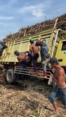 #fyp #tebangtebu #tebumanis #soper #deriper_muda_punya_cerita #tebu #