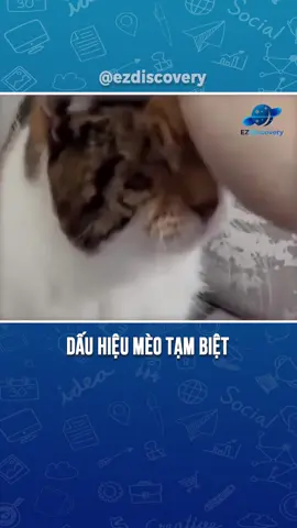 Dấu hiệu mèo tạm biệt #discovery #ezdiscovery #xuhuong #viral #khampha