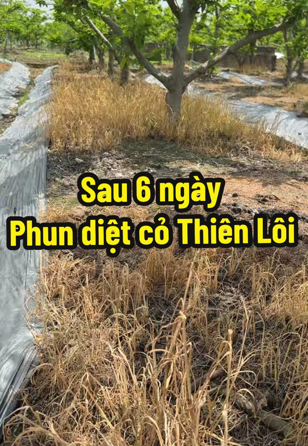 Sau 6 ngày phun diệt cỏ Thiên Lôi 