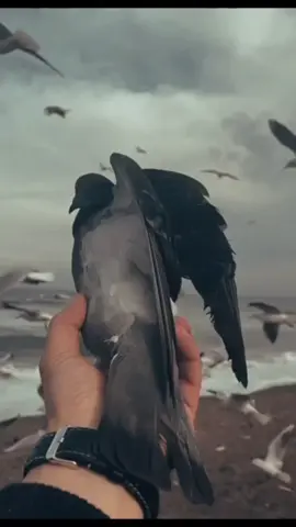 #fypシ💓💓💓Kyaw BoBo 💓💓💓🇲🇲🇲🇲🇲🇲မည်သည်အရာကိုမှ ဆုပ်ကိုင်မထားပါ လွတ်လပ်စွာ ပျံ့သန်းပါ ငှက်ကလေးရေ 🤏🤏🤏