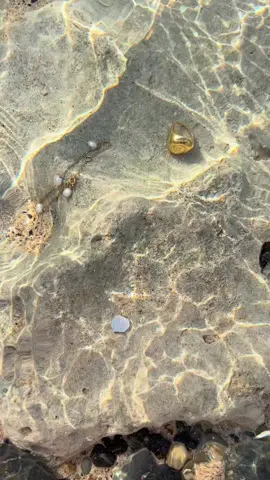 Gifts from the sea.🤍✨ #jamesmichelle #jewelry #beachfinds #beachday #Summer #summertime #goldjewelry #beachcombing #shelling 