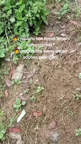 sesuk tumbas watu padas🥱#pati #teburace #storywa #trending #storytime #fy #tebu #foryoupage 
