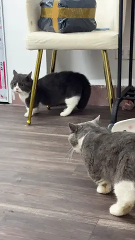 Nhà toàn báooo đờii báo đốmm không 😌 #pet #cat 