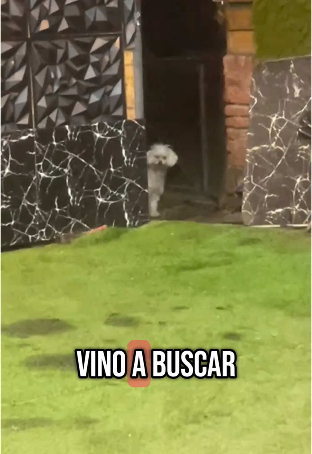Rufo fuiste weenoooo🥶🥶 #chile #rufo #macabeo 