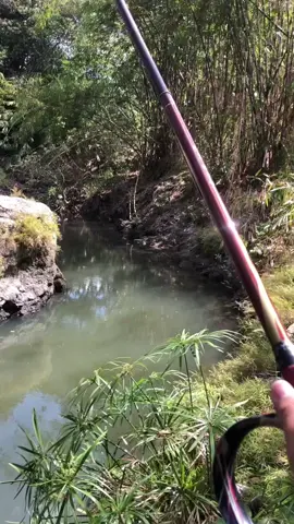 kapan yo iki ketigone🥲#mancingliar #mancingmaniajogjakarta #mancingmaniaklaten 