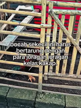 ampun suhu, Tasek pemula 🤣🙏🏻#peternakmuda #suksesusiamuda #peternakpunyacerita #bangkokgank😝 #09farm #ayambangkoksuper #pengusaha #fypppppppppppppppppppppp 