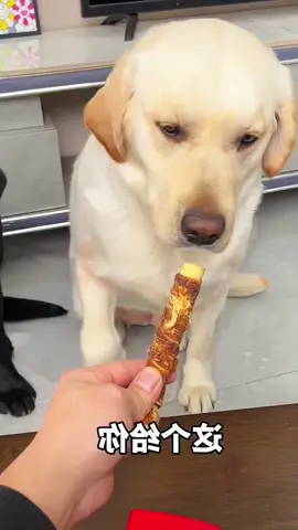 #doggo #dogsoftiktok #dog #doglove 