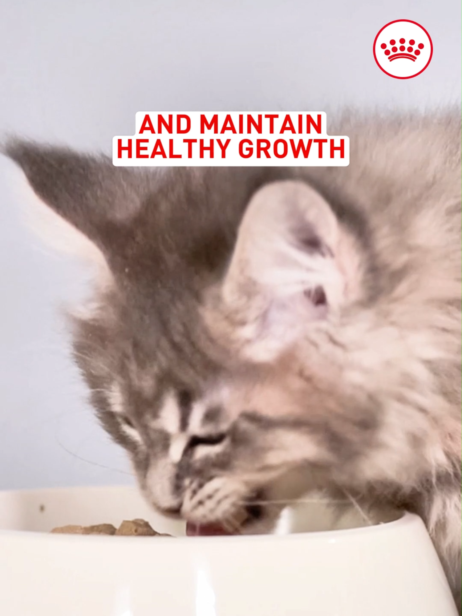 Raising a kitten? 🐾 Here’s the purrfect start! From boosting immunity to supporting brain development and digestive health, Royal Canin Kitten Dry Food is all about giving your kitten the best foundation for healthy growth. 🧠💪 *Royal Canin Kitten is suitable for kittens 4 months old and above. #RoyalCaninMalaysia
