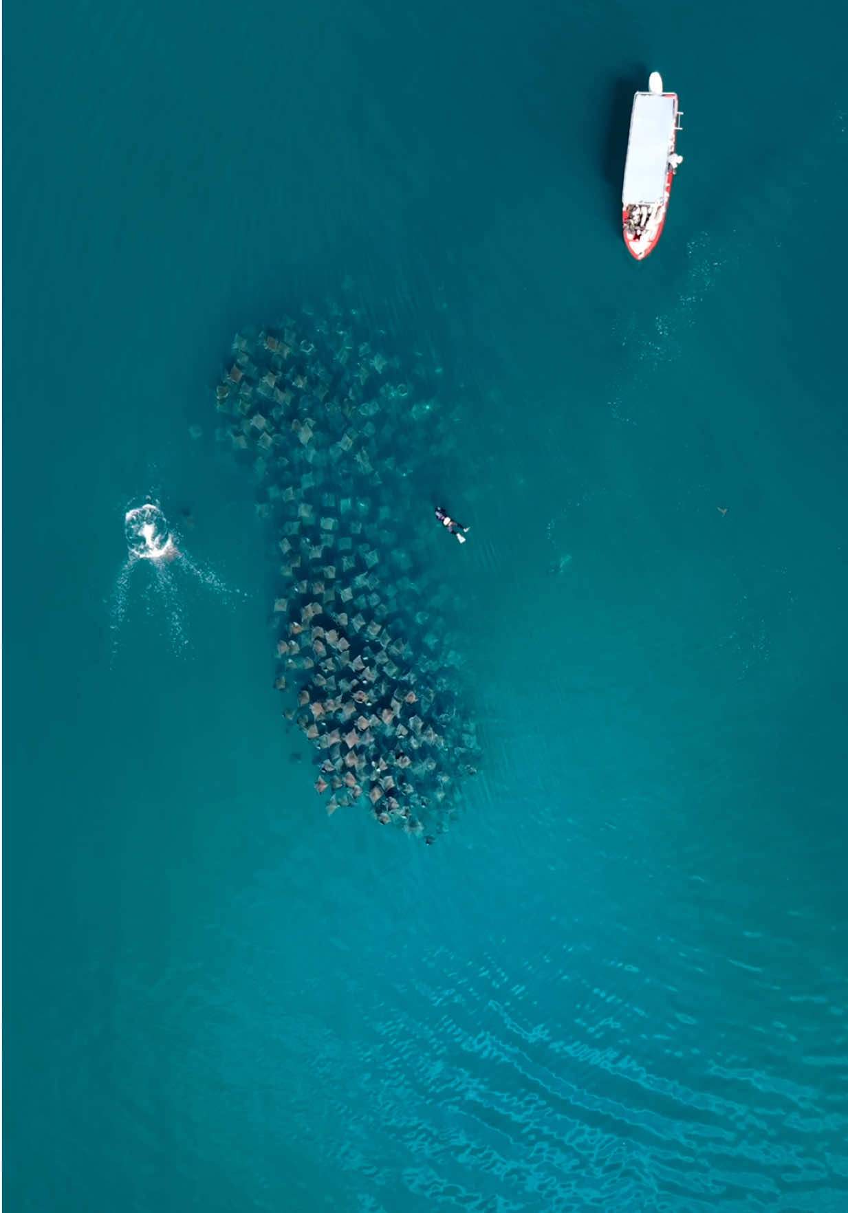 Experiencingthe Migration of Mobula Rays with Baco Adventures to Espíritu Santo Island in the Sea of Cortez! #bajacalifornia #mexico #mobularays #cabo 