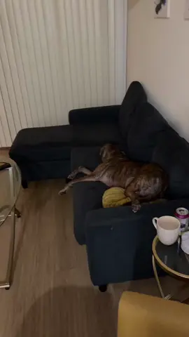 No cuz he just got so perturbed