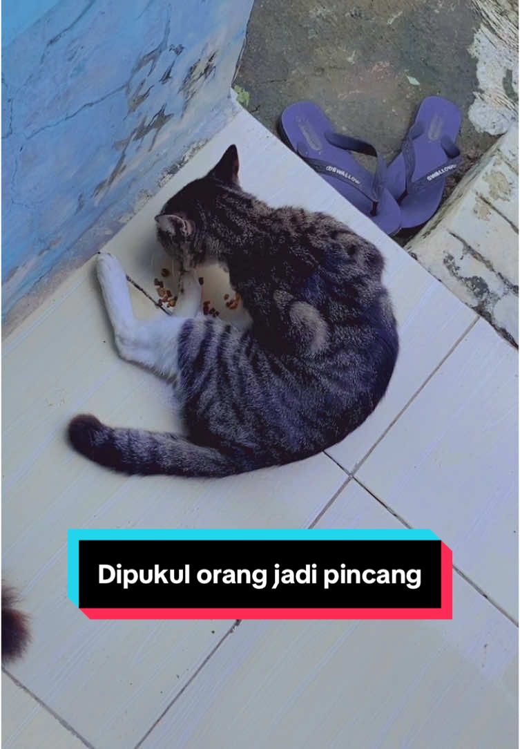 dipukul orang lagi jd pincang,kasian si gemoy,aku pulang kerja dia udah tergletak tp krn lapar dia makan dan ga mau berlarut dalam kesakitan #catlover #kucing #cat #kucingpincang #cat #cats #kucingjalanan 