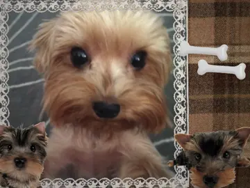 Yorkie mood board to remind myself of my dogs !! 🐶 #to #tiktok #viralvideo #fypシ #foryoupage #fandom #foru #yorkie #terrier #yorkieterrier #yorkshire #yorkshireterrier #moodboard #mood #board #edit #moodboardedit #aesthetic #🐾 #🐶 #🥥 #🤎 #🐻 #🦴 