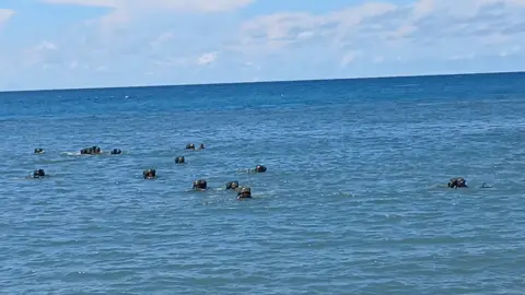 Prajurit infantri mampu melaksanakan renang taktis di laut#latihan #fypppppp 