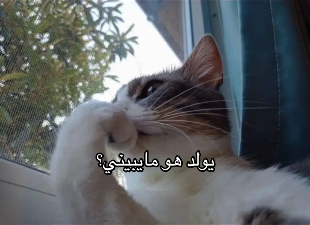 #tiktok #اكسبلور #fyp #trending #foryou 