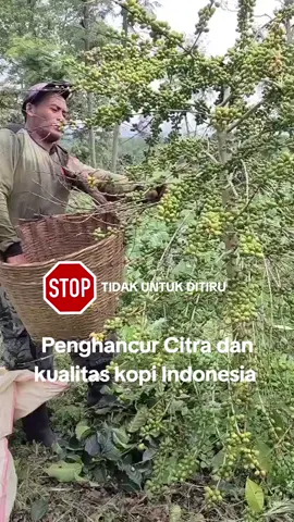 #Selamatkankopibondowoso #citrakopiindonesia #panjangumurpetanikopiindonesia 