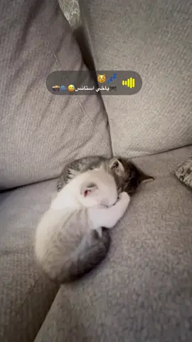 #نوم #قطط #ترند #سناب #صوتيات_سناب #نشر #صوتيات_سناب #نشر #دعمكم_ورفعولي_فديو #sleep #cat #cute #cute #لطيفه #كيوت #قطط_كيوت #قطط_لطيفة #اطفال #صغير #متابعة #followme #catlover #catlife #animals #share ##اكسبلور##ترند_تيك_توك