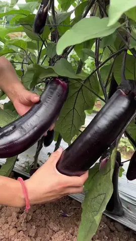 #benihseribuan #benihsayuran #bibitsayuran 