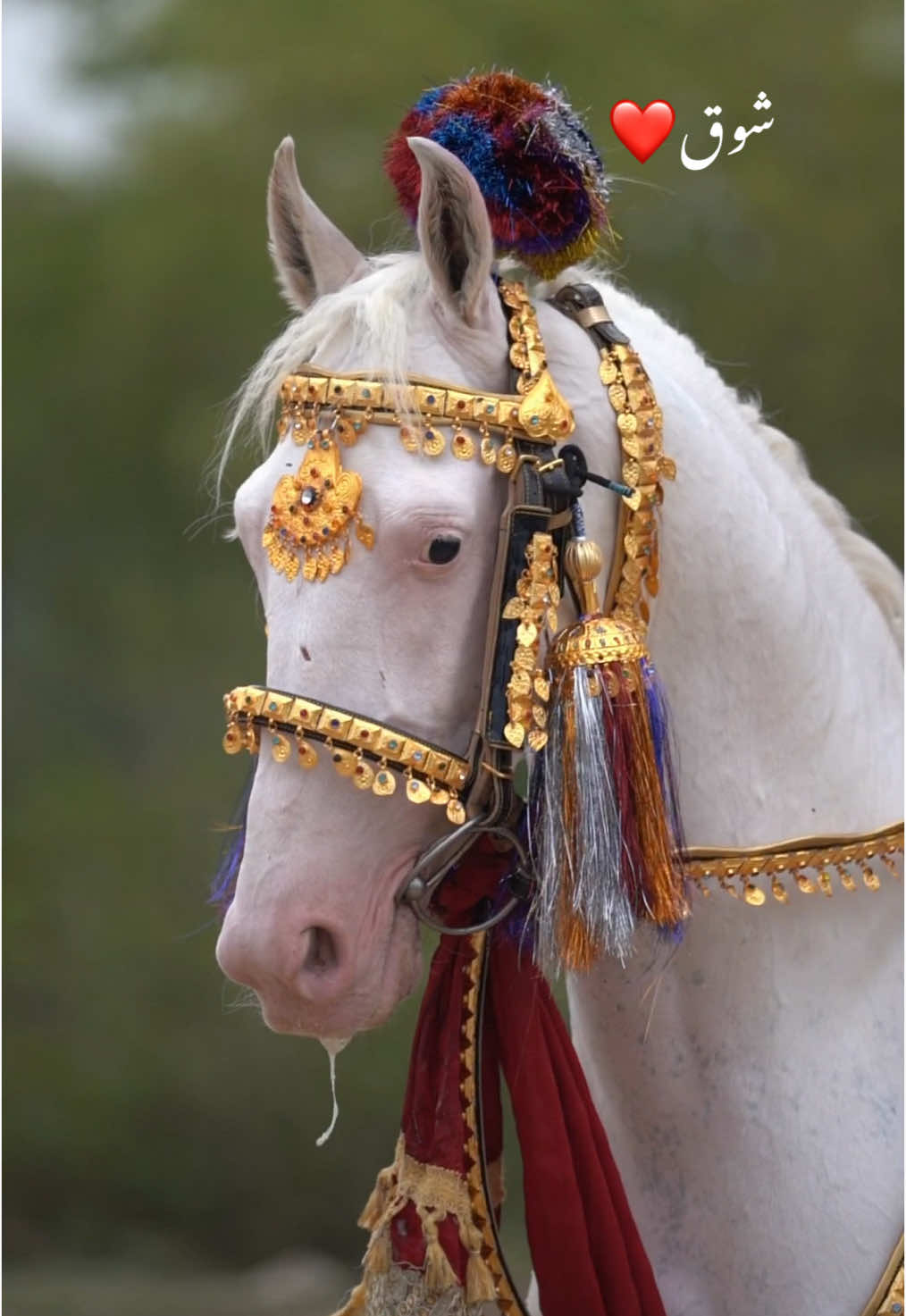 شوق❤️ A complete gold set made by @Shahzeb Malik  #punjab #punjablife #village #horse #horses #dont #underview #unfreezemyacount #hassanphotographyfilms 